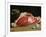 Still Life, the Joint of Meat, 1864-Claude Monet-Framed Giclee Print