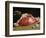 Still Life, the Joint of Meat, 1864-Claude Monet-Framed Giclee Print