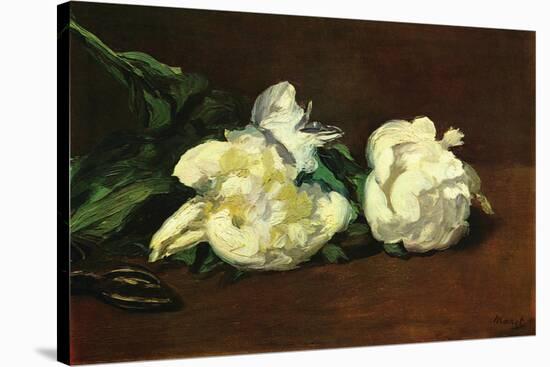 Still Life, White Peony-Edouard Manet-Stretched Canvas