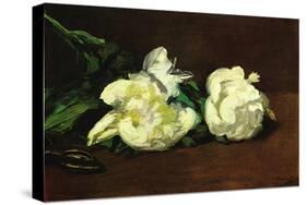 Still Life, White Peony-Edouard Manet-Stretched Canvas