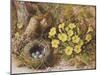 Still Life with a Bird's Nest and Primroses on a Mossy Bank-Wiliam B. Hough-Mounted Giclee Print