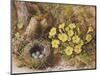 Still Life with a Bird's Nest and Primroses on a Mossy Bank-Wiliam B. Hough-Mounted Giclee Print