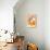 Still Life with a Pear-Gigi Rosado-Giclee Print displayed on a wall