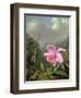 Still Life with an Orchid and a Pair of Hummingbirds, C.1890S-Martin Johnson Heade-Framed Giclee Print