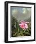 Still Life with an Orchid and a Pair of Hummingbirds, C.1890S-Martin Johnson Heade-Framed Giclee Print