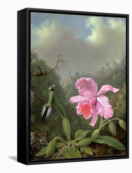 Still Life with an Orchid and a Pair of Hummingbirds, C.1890S-Martin Johnson Heade-Framed Stretched Canvas