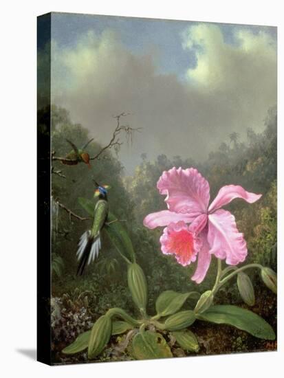 Still Life with an Orchid and a Pair of Hummingbirds, C.1890S-Martin Johnson Heade-Stretched Canvas