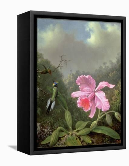 Still Life with an Orchid and a Pair of Hummingbirds, C.1890S-Martin Johnson Heade-Framed Stretched Canvas