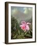 Still Life with an Orchid and a Pair of Hummingbirds, C.1890S-Martin Johnson Heade-Framed Giclee Print