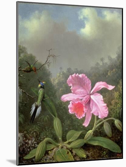 Still Life with an Orchid and a Pair of Hummingbirds, C.1890S-Martin Johnson Heade-Mounted Giclee Print