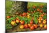 Still Life with Apples by a Tree-Levi Wells Prentice-Mounted Giclee Print