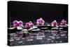 Still Life with Black Stone and Five Orchid-crystalfoto-Stretched Canvas