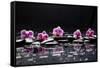 Still Life with Black Stone and Five Orchid-crystalfoto-Framed Stretched Canvas