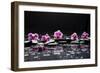 Still Life with Black Stone and Five Orchid-crystalfoto-Framed Photographic Print