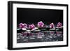 Still Life with Black Stone and Five Orchid-crystalfoto-Framed Photographic Print