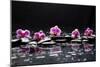 Still Life with Black Stone and Five Orchid-crystalfoto-Mounted Photographic Print