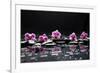 Still Life with Black Stone and Five Orchid-crystalfoto-Framed Photographic Print