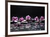 Still Life with Black Stone and Five Orchid-crystalfoto-Framed Photographic Print