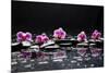 Still Life with Black Stone and Five Orchid-crystalfoto-Mounted Photographic Print