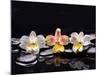 Still Life with Black Stone and Three Orchid-crystalfoto-Mounted Photographic Print