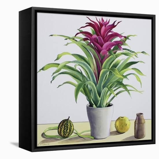 Still Life with Bromeliad-Christopher Ryland-Framed Stretched Canvas