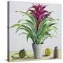 Still Life with Bromeliad-Christopher Ryland-Stretched Canvas