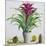 Still Life with Bromeliad-Christopher Ryland-Mounted Giclee Print