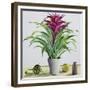 Still Life with Bromeliad-Christopher Ryland-Framed Giclee Print