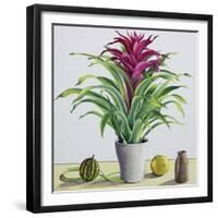 Still Life with Bromeliad-Christopher Ryland-Framed Giclee Print