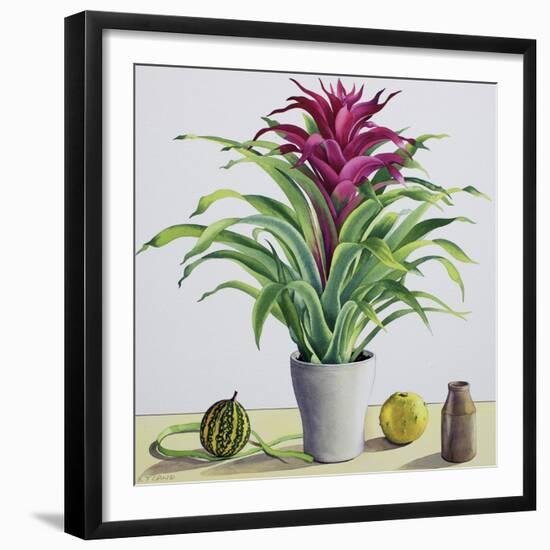 Still Life with Bromeliad-Christopher Ryland-Framed Giclee Print