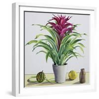 Still Life with Bromeliad-Christopher Ryland-Framed Giclee Print