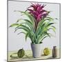 Still Life with Bromeliad-Christopher Ryland-Mounted Giclee Print