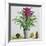 Still Life with Bromeliad-Christopher Ryland-Framed Giclee Print