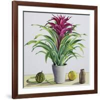 Still Life with Bromeliad-Christopher Ryland-Framed Giclee Print