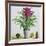 Still Life with Bromeliad-Christopher Ryland-Framed Giclee Print