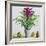 Still Life with Bromeliad-Christopher Ryland-Framed Giclee Print