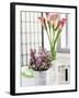 Still Life with Calla Lily and Geraldton Wax Flowers-Alena Hrbkova-Framed Photographic Print
