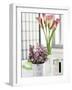 Still Life with Calla Lily and Geraldton Wax Flowers-Alena Hrbkova-Framed Photographic Print