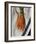 Still Life with Carrots-Catherine Abel-Framed Giclee Print