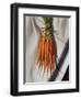 Still Life with Carrots-Catherine Abel-Framed Giclee Print