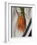 Still Life with Carrots-Catherine Abel-Framed Giclee Print