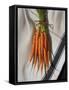 Still Life with Carrots-Catherine Abel-Framed Stretched Canvas