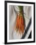 Still Life with Carrots-Catherine Abel-Framed Giclee Print