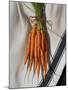 Still Life with Carrots-Catherine Abel-Mounted Giclee Print