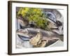 Still Life with Charr, Oysters and Dill-Eising Studio - Food Photo and Video-Framed Photographic Print