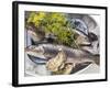 Still Life with Charr, Oysters and Dill-Eising Studio - Food Photo and Video-Framed Photographic Print