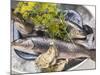 Still Life with Charr, Oysters and Dill-Eising Studio - Food Photo and Video-Mounted Photographic Print