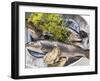 Still Life with Charr, Oysters and Dill-Eising Studio - Food Photo and Video-Framed Photographic Print