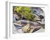 Still Life with Charr, Oysters and Dill-Eising Studio - Food Photo and Video-Framed Photographic Print