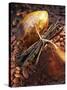 Still Life with Cocoa and Vanilla Pods-Marc O^ Finley-Stretched Canvas